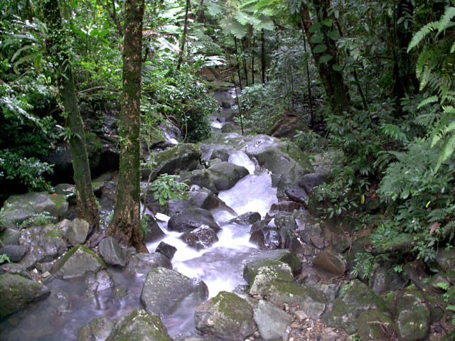 El Yunque Stream